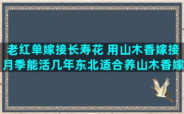 老红单嫁接长寿花 用山木香嫁接月季能活几年东北适合养山木香嫁接月季吗